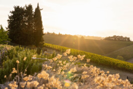 fotografo bologna evento Cesari panorama vigna al tramonto 